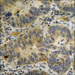 Merck Anti-phospho-p300 (pSer89) antibody produced in rabbit