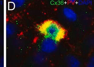 Merck MONOCLONAL ANTI-PARVALBUMIN CLONE PARV-&