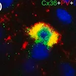Merck MONOCLONAL ANTI-PARVALBUMIN CLONE PARV-&