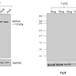 Thermo Fisher Scientific Goat anti-Human IgG (Lambda light chain) Recombinant Secondary Antibody, HRP