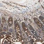 Merck Anti-IGSF9B antibody produced in rabbit