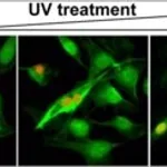 Merck ANTI-GAMMA H2AX (PHOSPHO-SER139) ANTIBOD