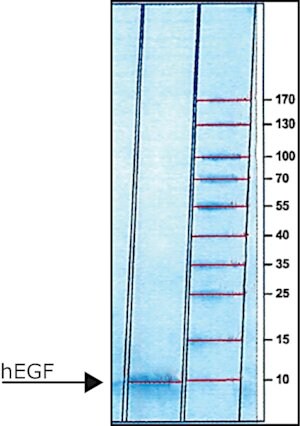 Merck EPIDERMAL GROWTH FACTOR HUMAN, EGF&