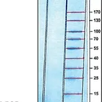 Merck EPIDERMAL GROWTH FACTOR HUMAN, EGF&