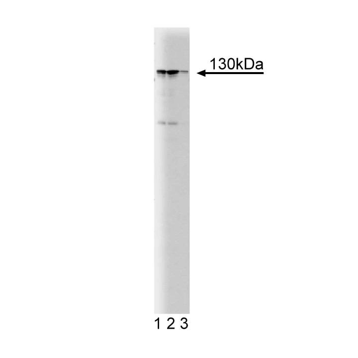 BD Purified Mouse Anti-MYPT1