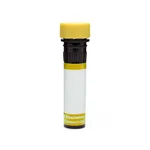 BD RY586 Biosimilar Anti-Human EGFR