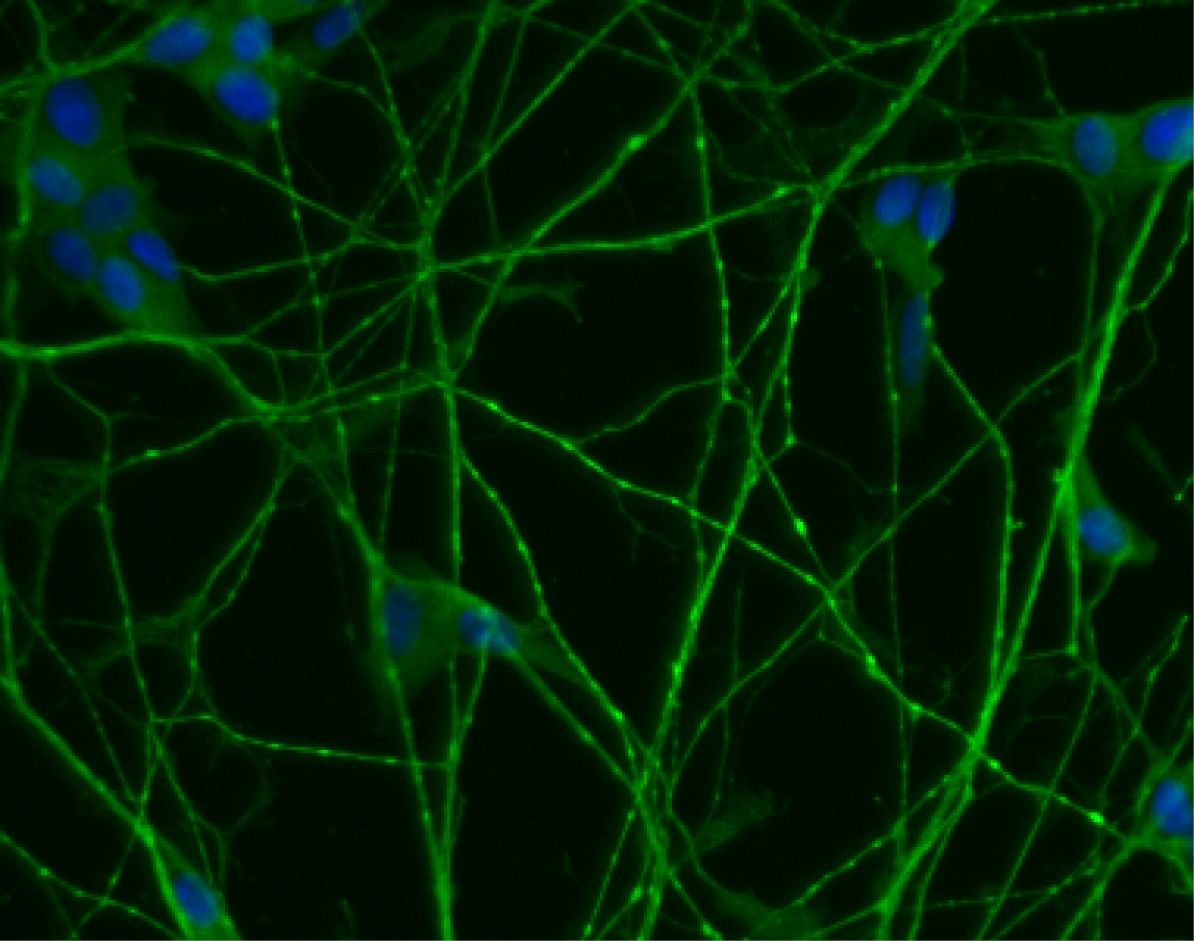 BD Purified Mouse Anti-SMN