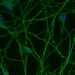 BD Purified Mouse Anti-SMN