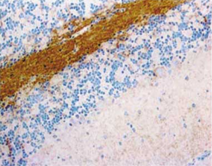 BD Purified Rat Anti-Substance P