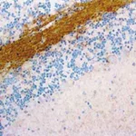 BD Purified Rat Anti-Substance P