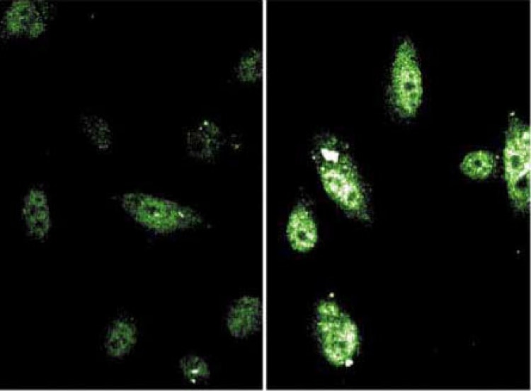 BD Purified Mouse Anti-Stat 6 (pY641)