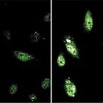 BD Purified Mouse Anti-Stat 6 (pY641)