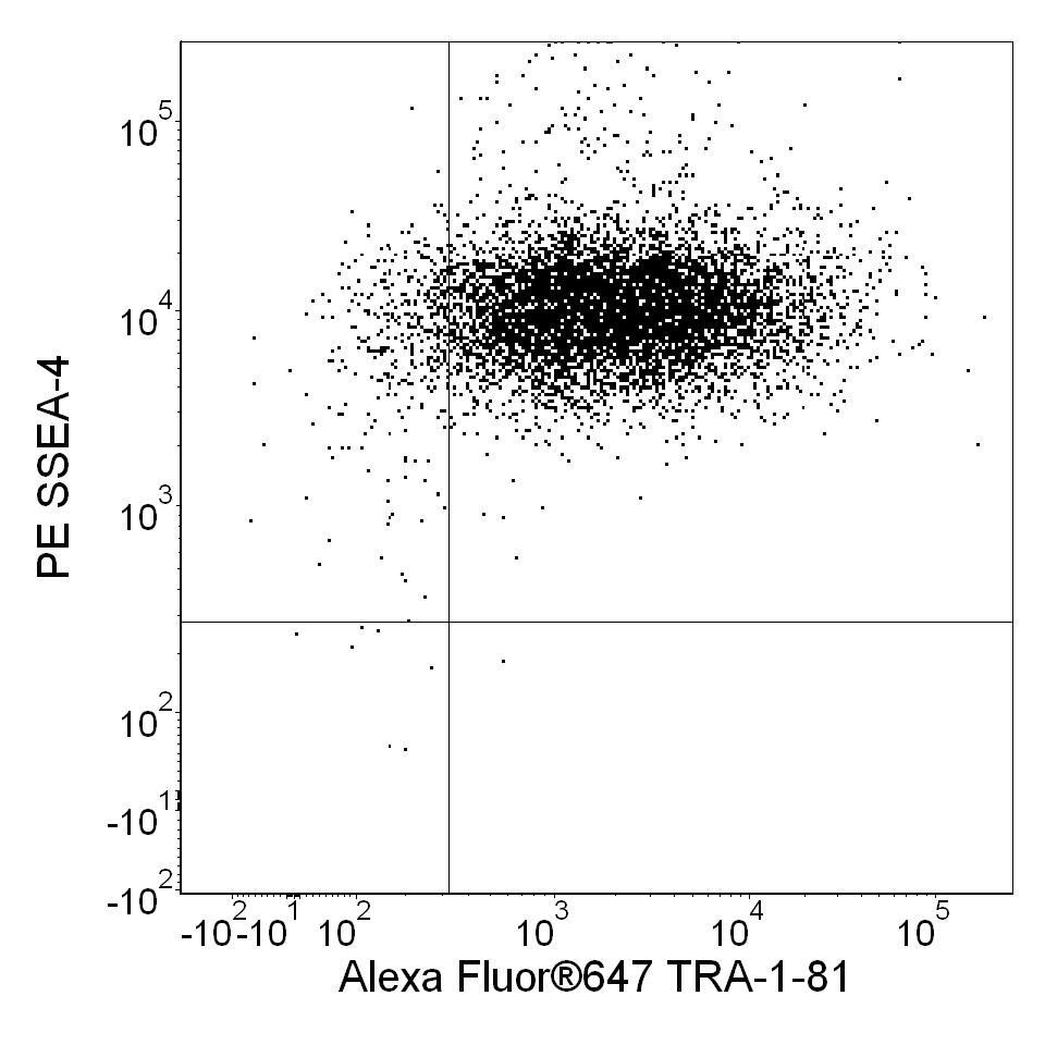 BD Accutase Cell Detachment Solution
