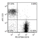 BD PE-CF594 Rat Anti-Mouse CD19