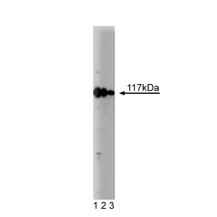 BD Purified Mouse Anti-Rabaptin-5