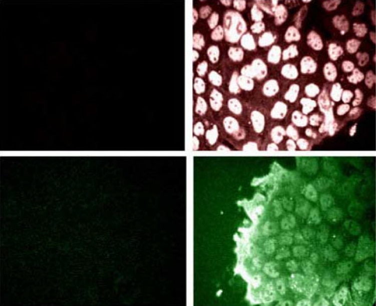BD Purified Mouse Anti-Phosphoserine