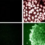 BD Purified Mouse Anti-Phosphoserine