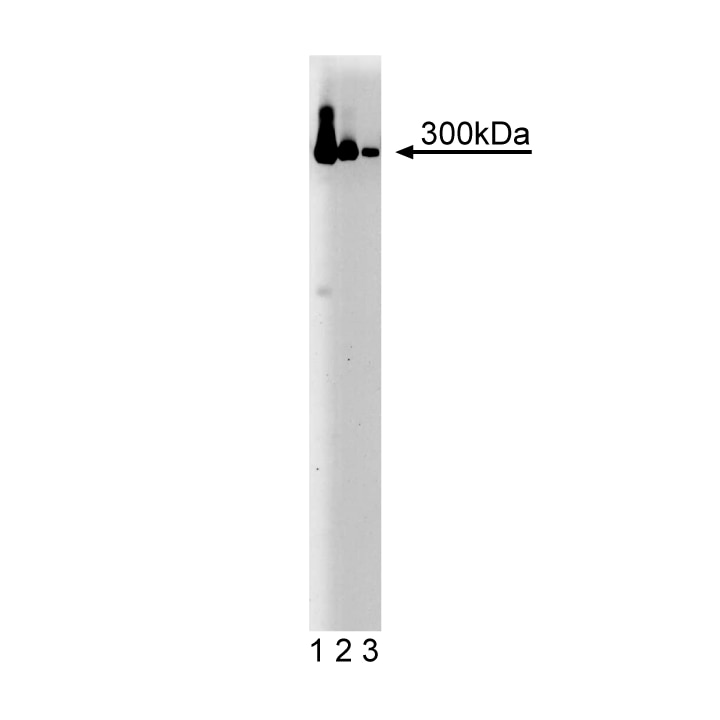 BD Purified Mouse Anti-IP3R-3