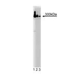 BD Purified Mouse Anti-IP3R-3