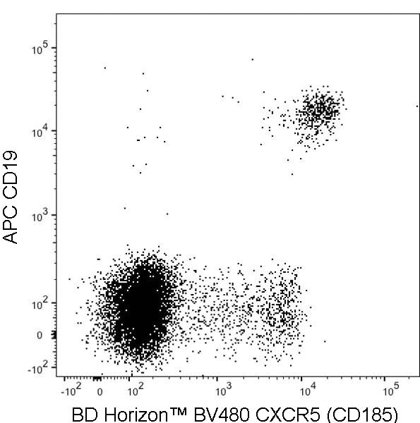 BD BV480 Rat Anti-Human CXCR5 (CD185)
