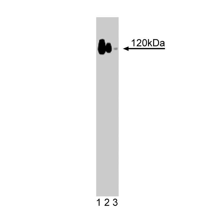 BD Purified Mouse Anti-p120 Catenin