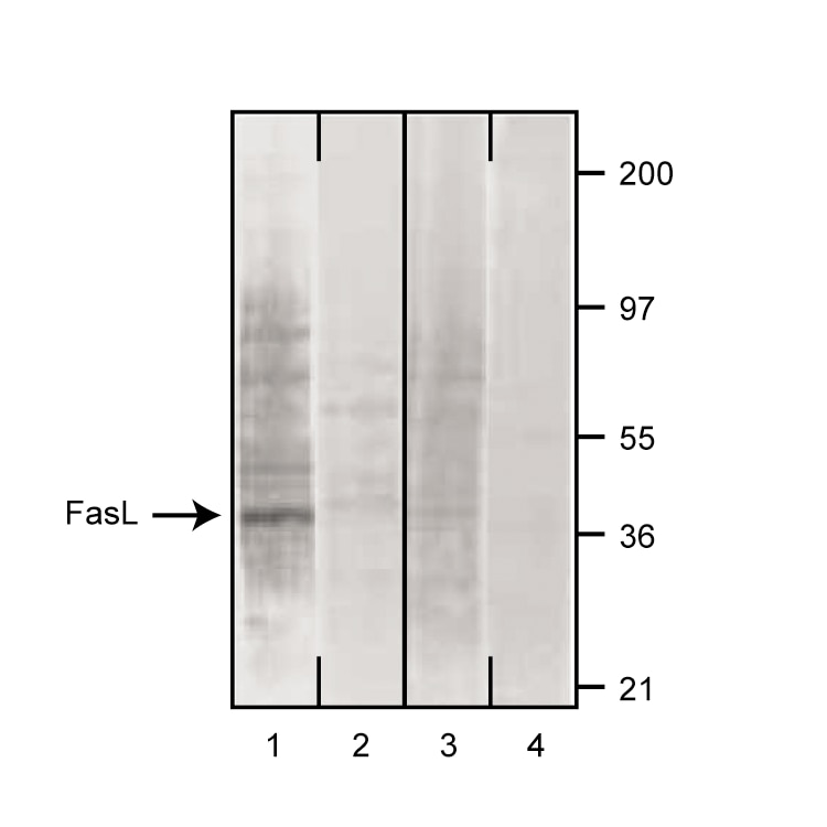 BD Purified NA/LE Mouse Anti-Human CD178