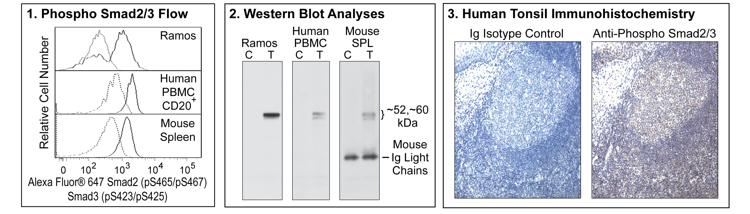 BD Alexa Fluor® 647 Anti-Smad2 (pS465/pS467)/Smad3 (pS423/pS425)