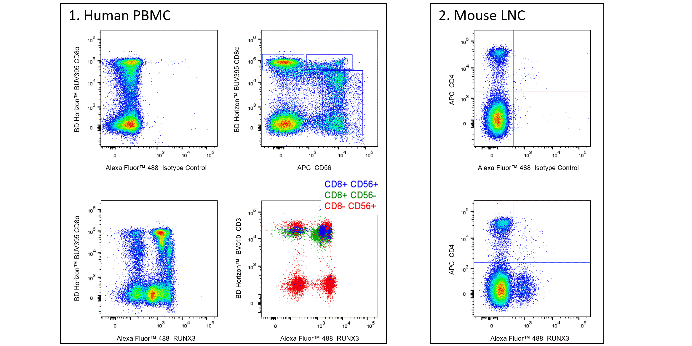 BD Alexa Fluor 488 Mouse Anti-RUNX3