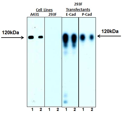 BD Alexa Fluor® 555 Mouse anti-E-Cadherin