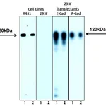 BD Alexa Fluor® 555 Mouse anti-E-Cadherin