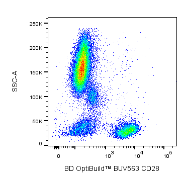 BD BUV563 Mouse Anti-Human CD28