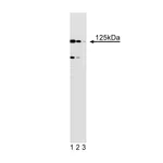 BD Purified Mouse Anti-Human BUBR1
