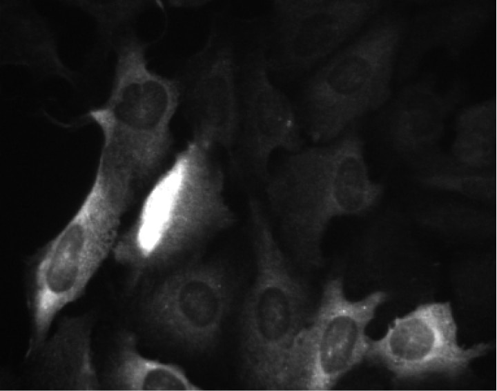 BD Purified Mouse Anti-Cyclin B1