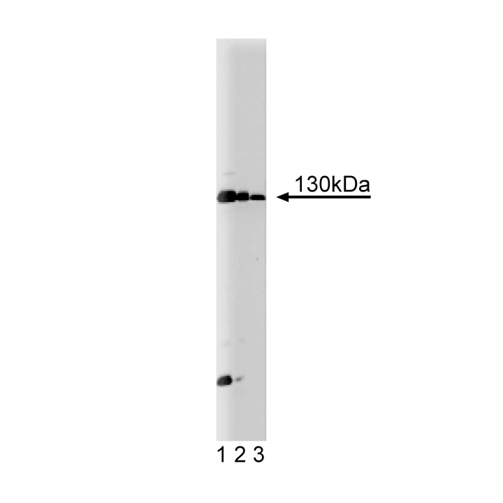 BD Purified Mouse Anti-JAK1