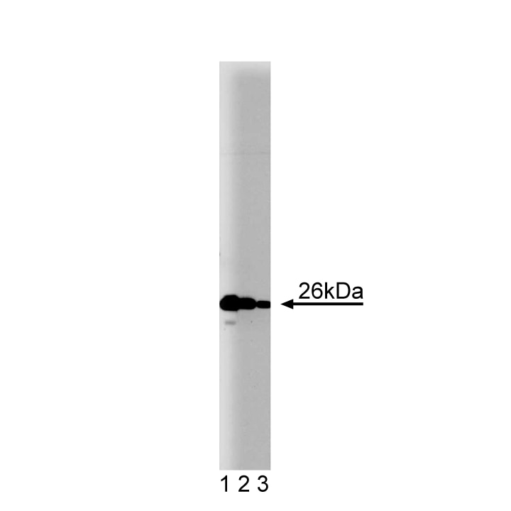 BD Purified Mouse Anti-Bcl-2