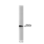 BD Purified Mouse Anti-Bcl-2