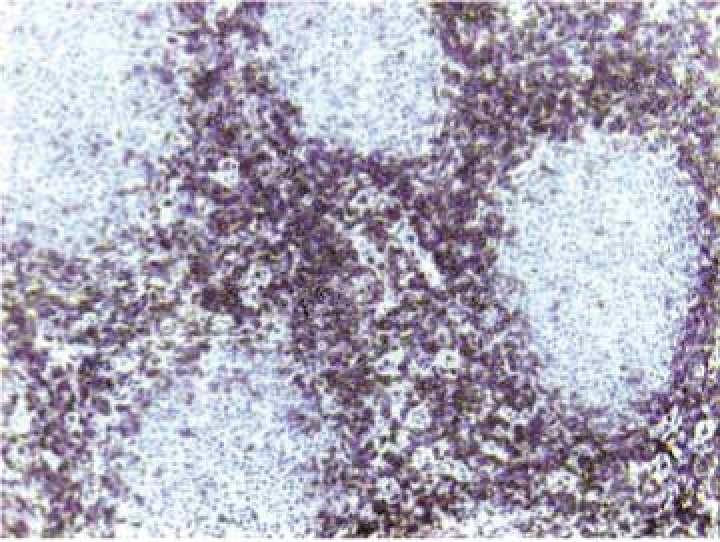 BD Purified Mouse Anti-Human CD3