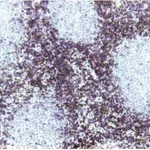 BD Purified Mouse Anti-Human CD3