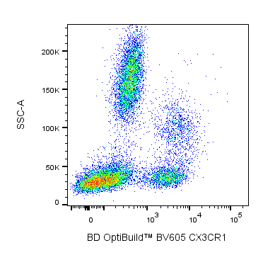 BD BV605 Rat Anti-Human CX3CR1