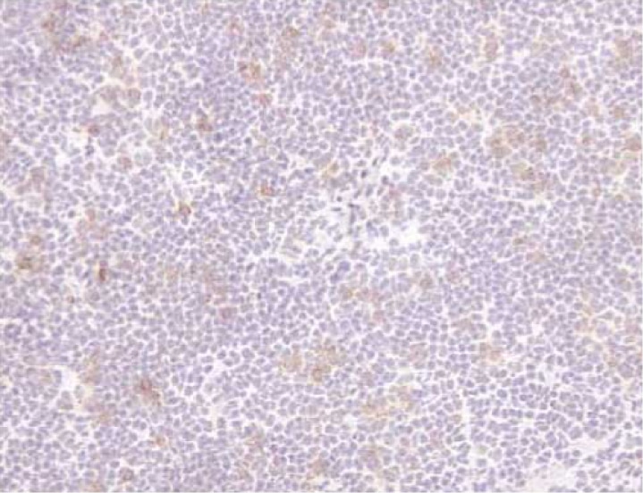 BD Biotin Rat Anti-Mouse CD25