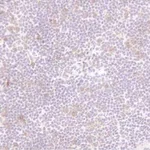 BD Biotin Rat Anti-Mouse CD25