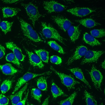 BD Alexa Fluor® 647 Mouse anti-Cytochrome c