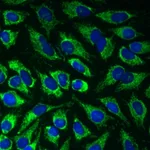 BD Alexa Fluor® 647 Mouse anti-Cytochrome c