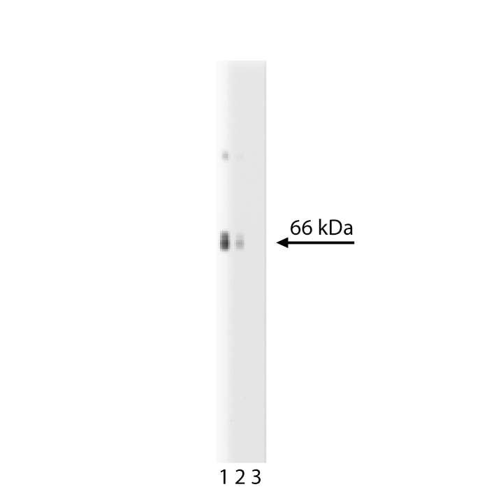 BD Purified Mouse Anti-Rat EAAT2