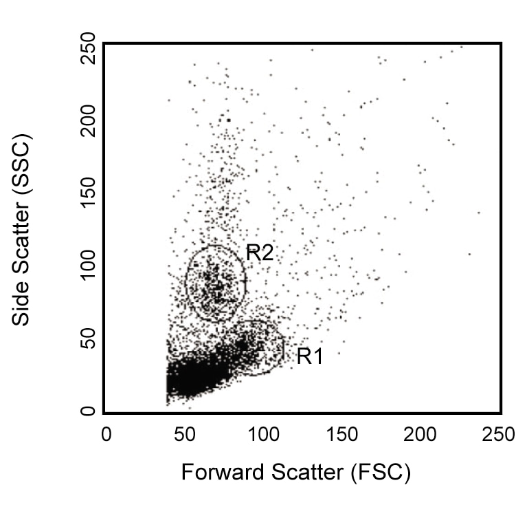 BD PE Rat Anti-Mouse Ly-6G and Ly-6C