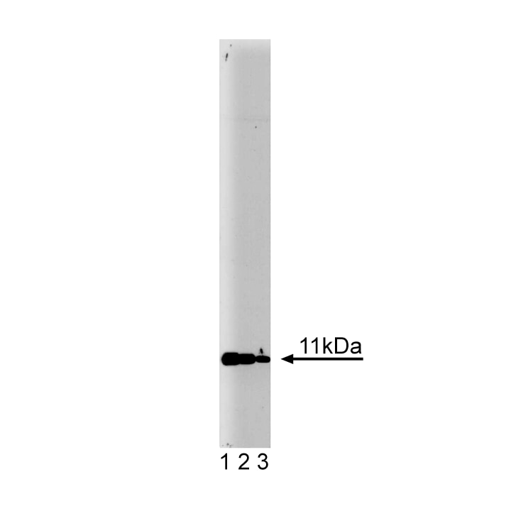 BD Purified Mouse Anti-Annexin II Light Chain