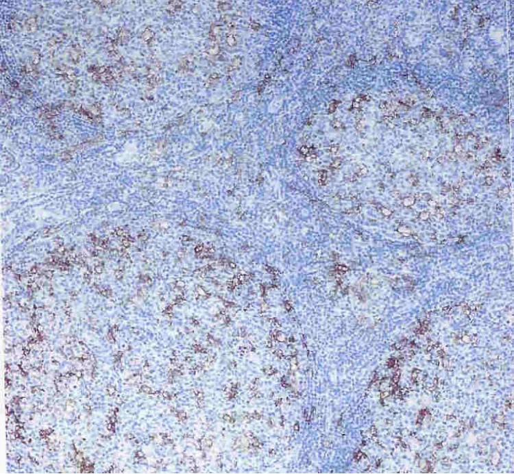 BD Biotin Goat Anti-Rabbit IgG