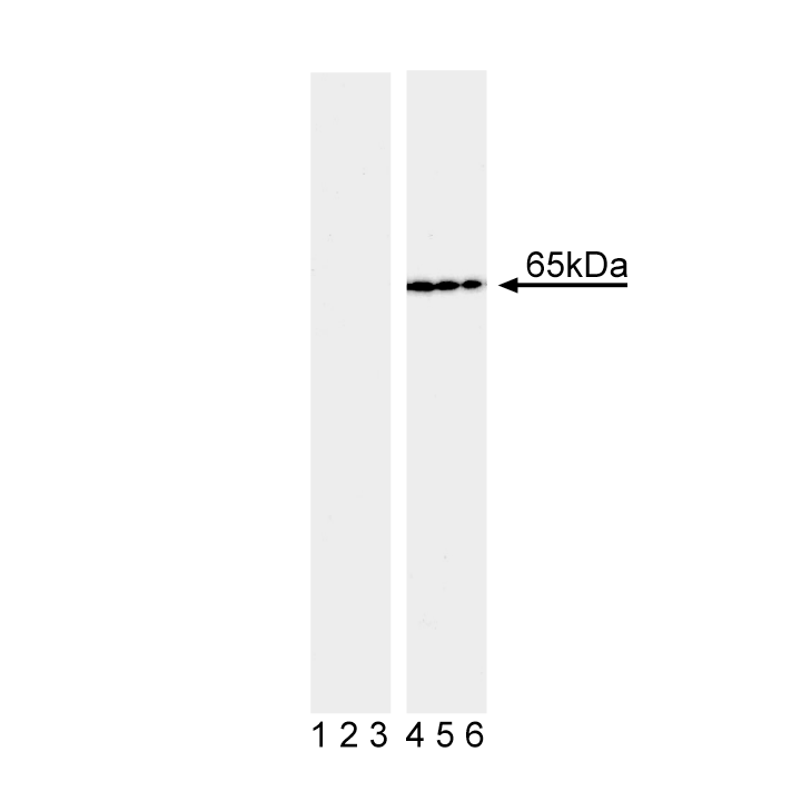 BD Purified Mouse anti-NF-κB p65 (pS536)