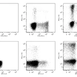 BD Human Th1/Th2/Th17 Phenotyping Kit