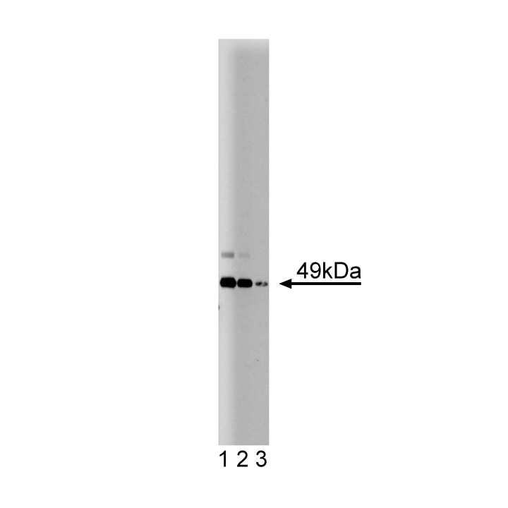 BD Purified Mouse Anti-JNK/SAPK1